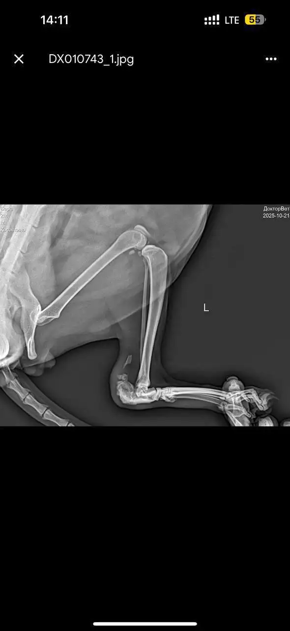 Сбор средств на лечение собаки Барса у реабилитолога - Ветеринарные услуги (Животные) в Саратов