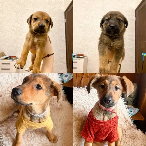 Поиск дома для щенков - Собаки в Саратов