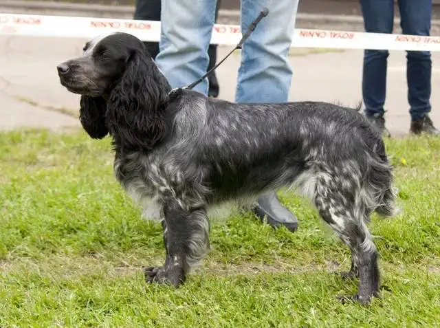 Потерянный спаниель около Магнита на Тверской - Потерянные животные (Животные) в Саратов