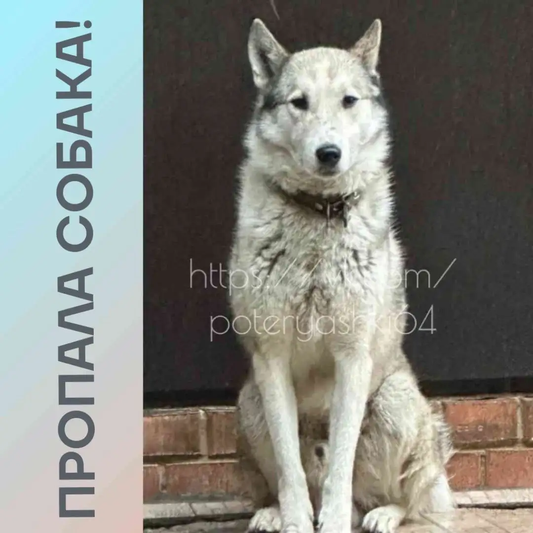 Пропала собака западно-сибирская лайка в Саратове - Собаки (Животные) в Саратов