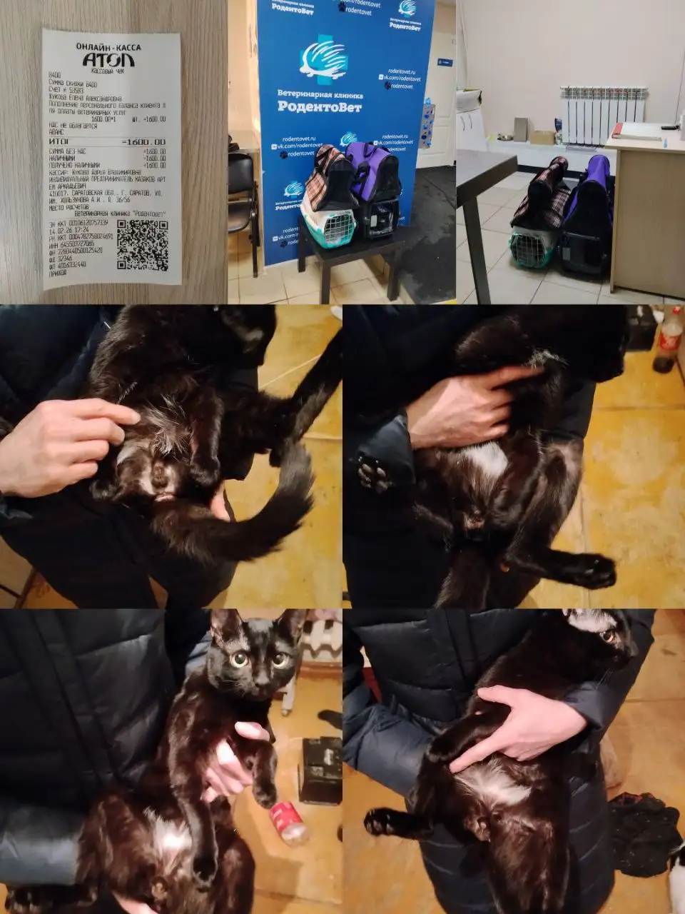 Сбор средств на кастрацию и стерилизацию кошек - Животные в Саратов