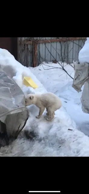 Срочный сбор на спасение щенков от энтерита - Потеряшки в Саратов
