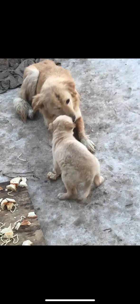 Срочный сбор на спасение щенков от энтерита - Животные в Саратов