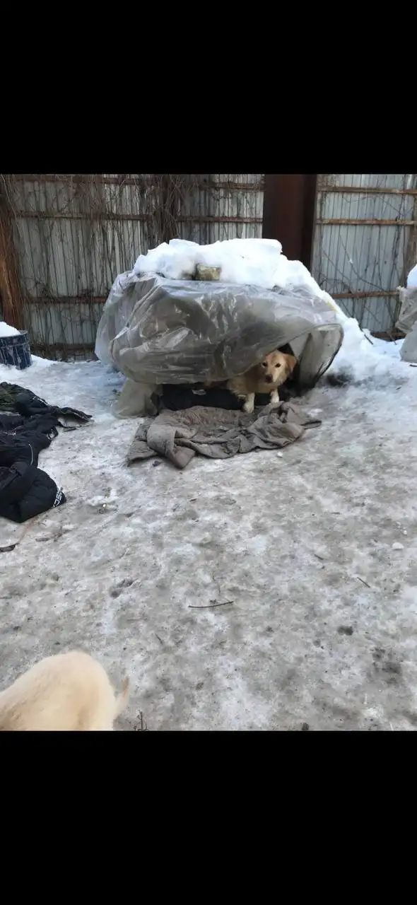 Срочный сбор на спасение щенков от энтерита - Животные в Саратов