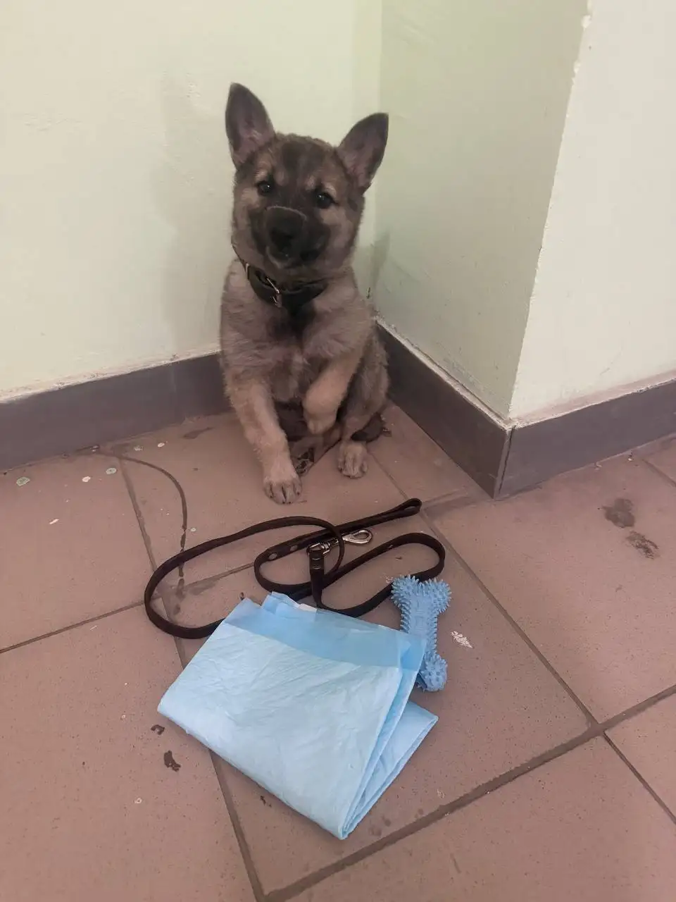 Найден щенок на Огородной улице - Собаки (Животные) в Саратов