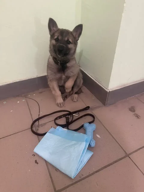 Найден щенок на Огородной улице - Собаки в Саратов