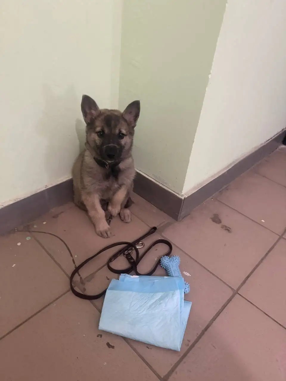 Найден щенок на Огородной улице - Собаки (Животные) в Саратов