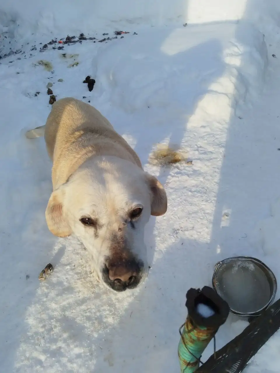 Лабрадор 7 лет ищет новый дом - Собаки (Животные) в Саратов