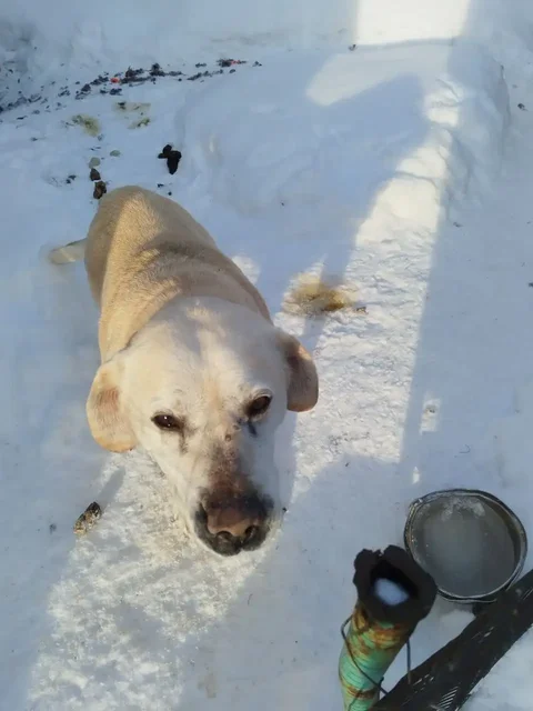 Лабрадор 7 лет ищет новый дом - Собаки в Саратов