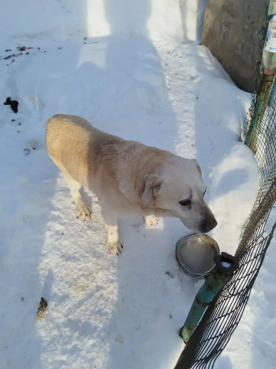 Лабрадор 7 лет ищет новый дом - Собаки (Животные) в Саратов