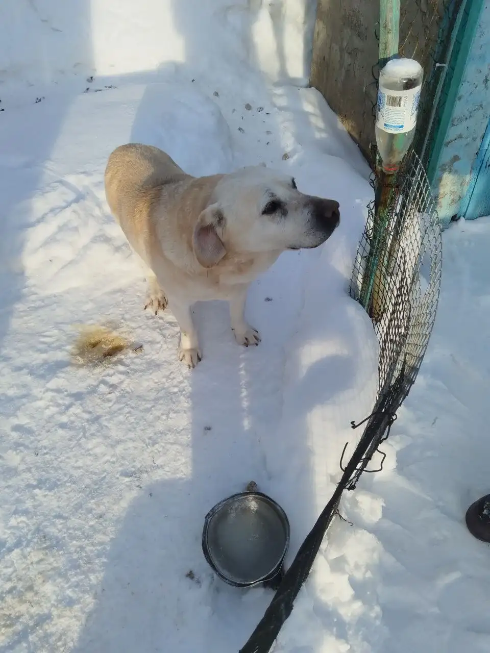 Лабрадор 7 лет ищет новый дом - Собаки (Животные) в Саратов