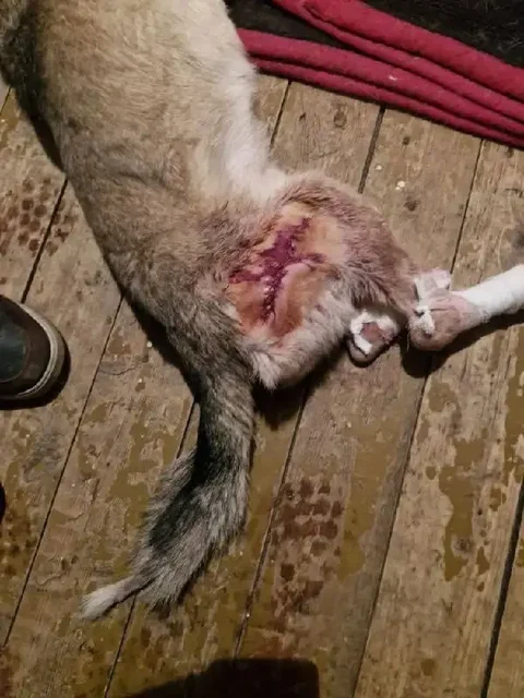 Собака с ампутированными лапками нуждается в протезах - Собаки в Саратов