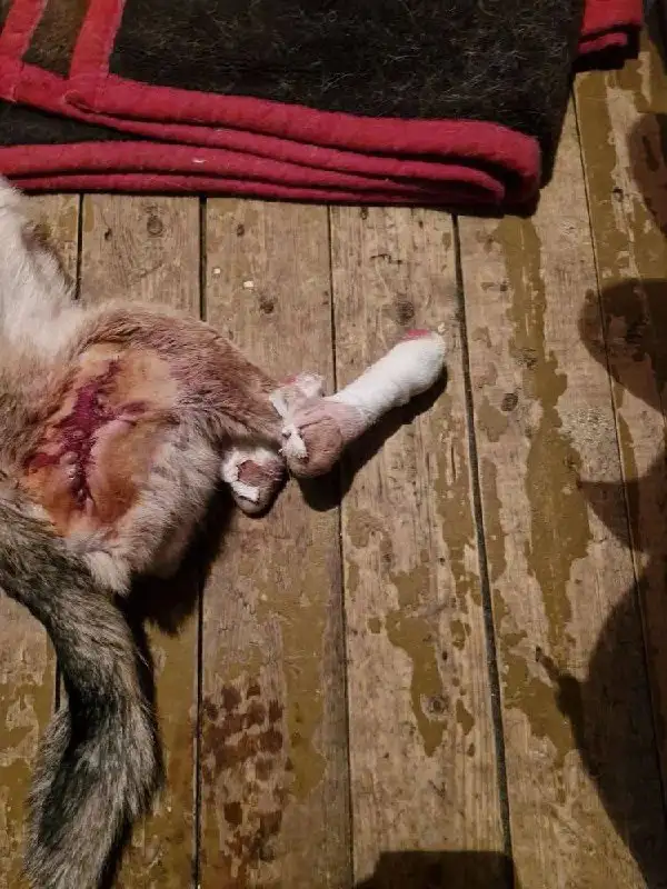 Собака с ампутированными лапками нуждается в протезах - Собаки (Животные) в Саратов