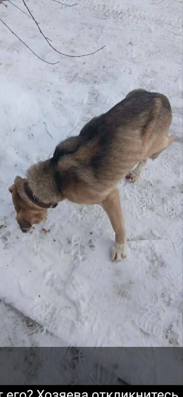 Найдена собака после нападения других собак - Потерянные/найденные животные (Животные) в Саратов