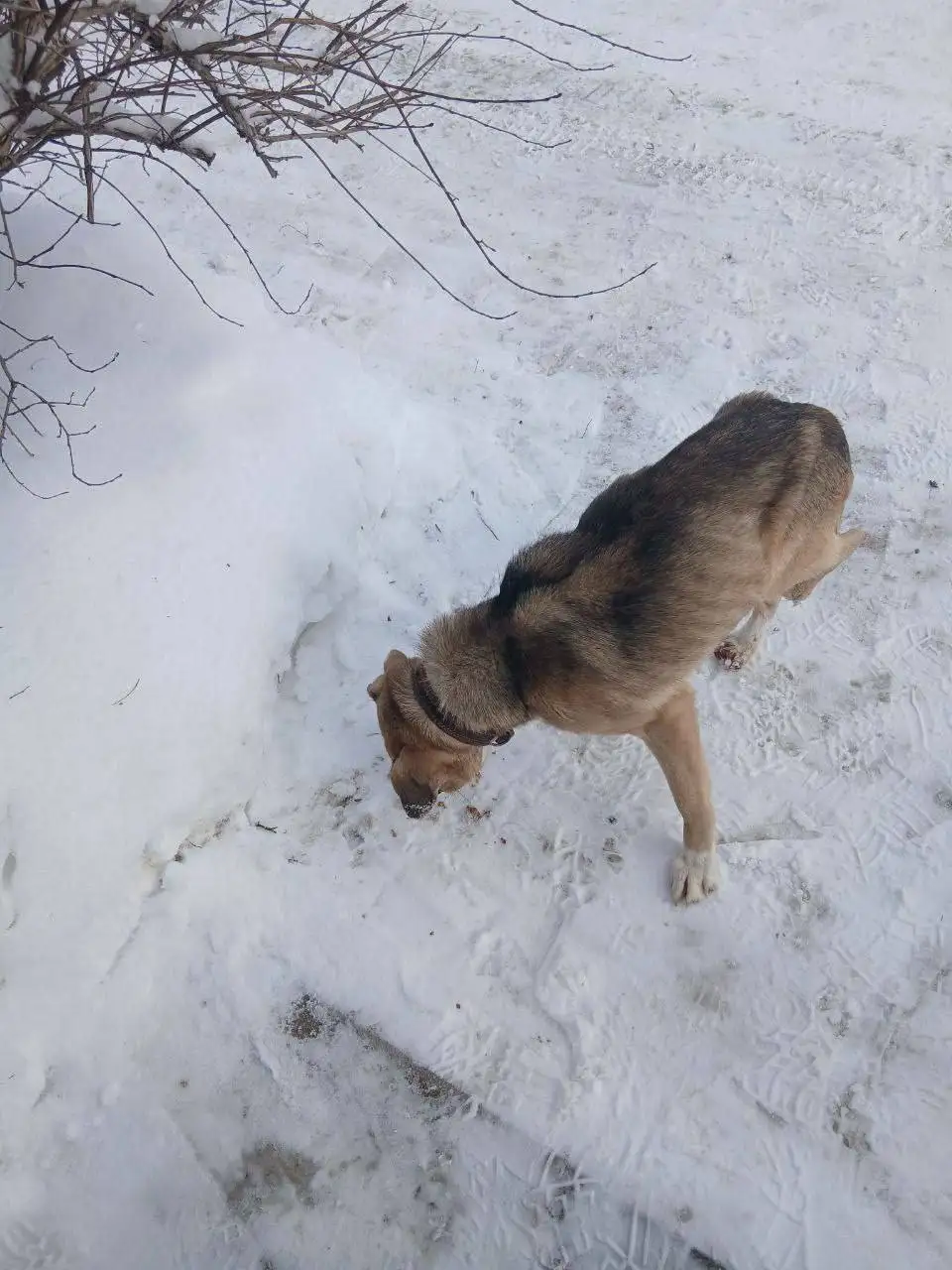 Найдена собака после нападения других собак - Потерянные/найденные животные (Животные) в Саратов