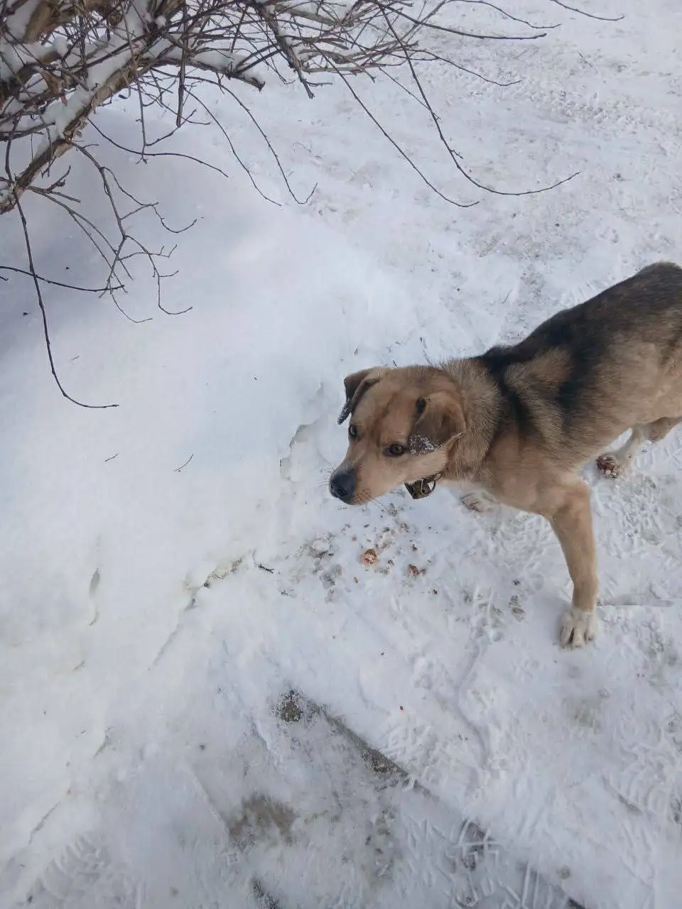 Найдена собака после нападения других собак - Потерянные/найденные животные (Животные) в Саратов