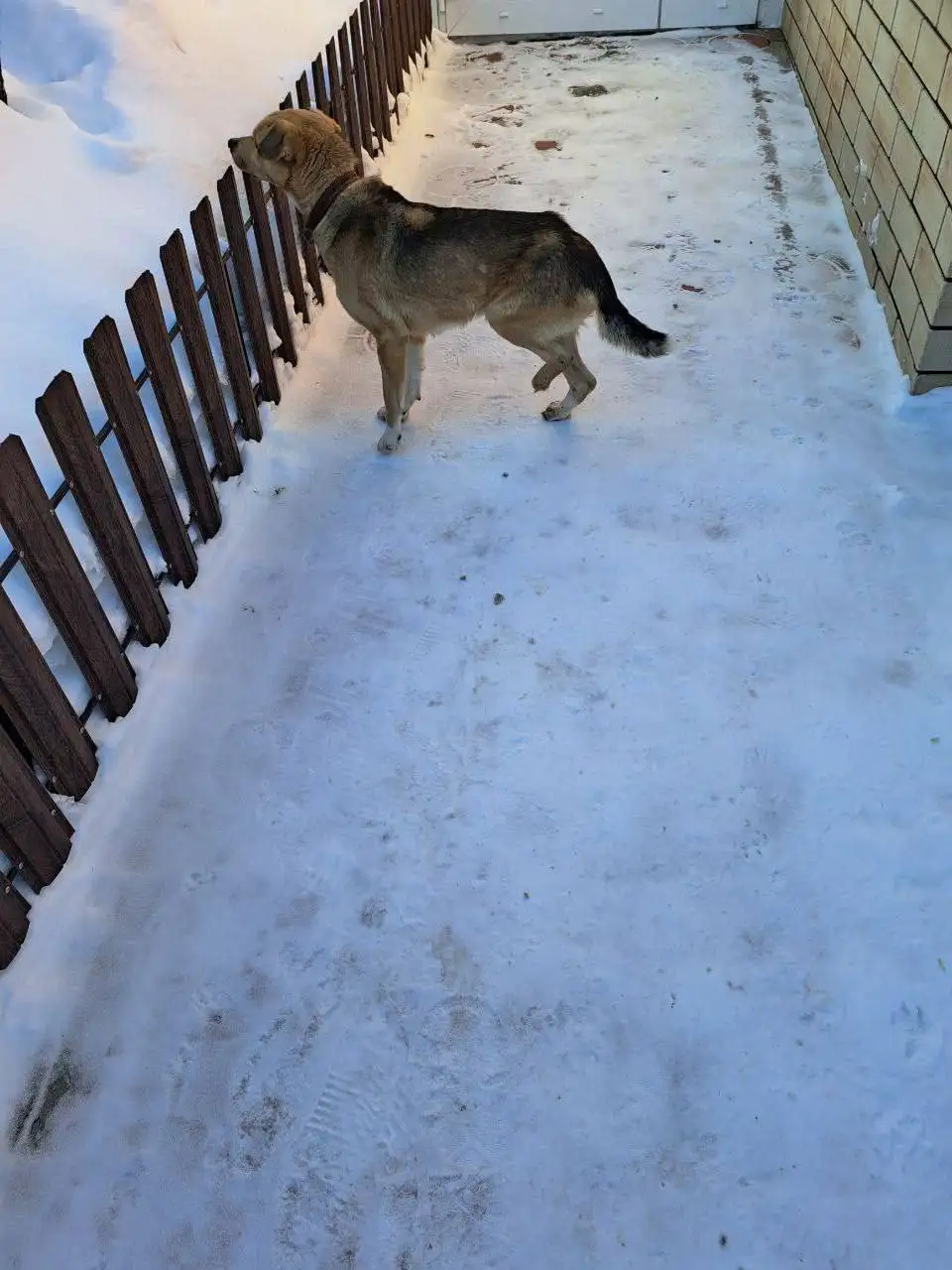 Найдена собака после нападения других собак - Потерянные/найденные животные (Животные) в Саратов