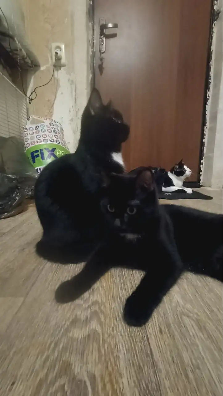 Сбор на корм для котят из СНТ под Саратовом - Животные в Саратов