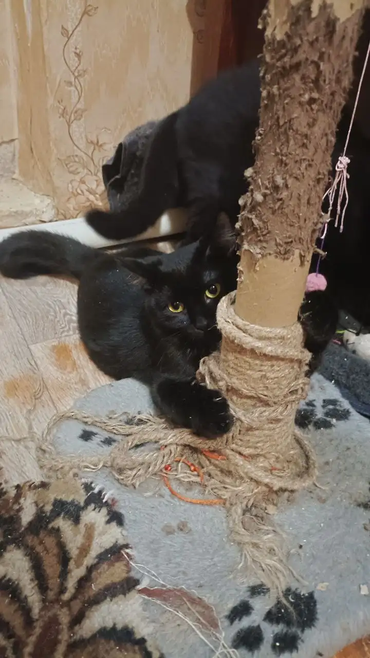 Сбор на корм для котят из СНТ под Саратовом - Животные в Саратов