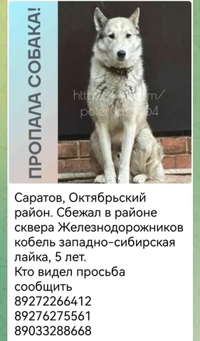 Поиск потерянных животных в Саратове - Потеряшки в Саратов