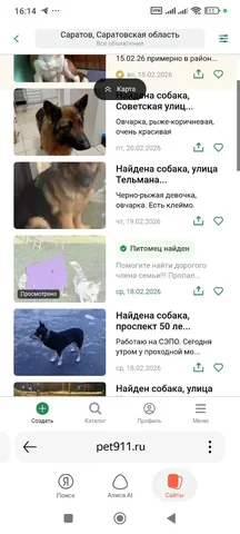 Питомец найден - частное объявление в Саратов
