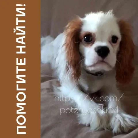 Потерялась собака породы Кавалер Кинг Чарльз спаниель в Саратовской области - частное объявление в Саратовская область