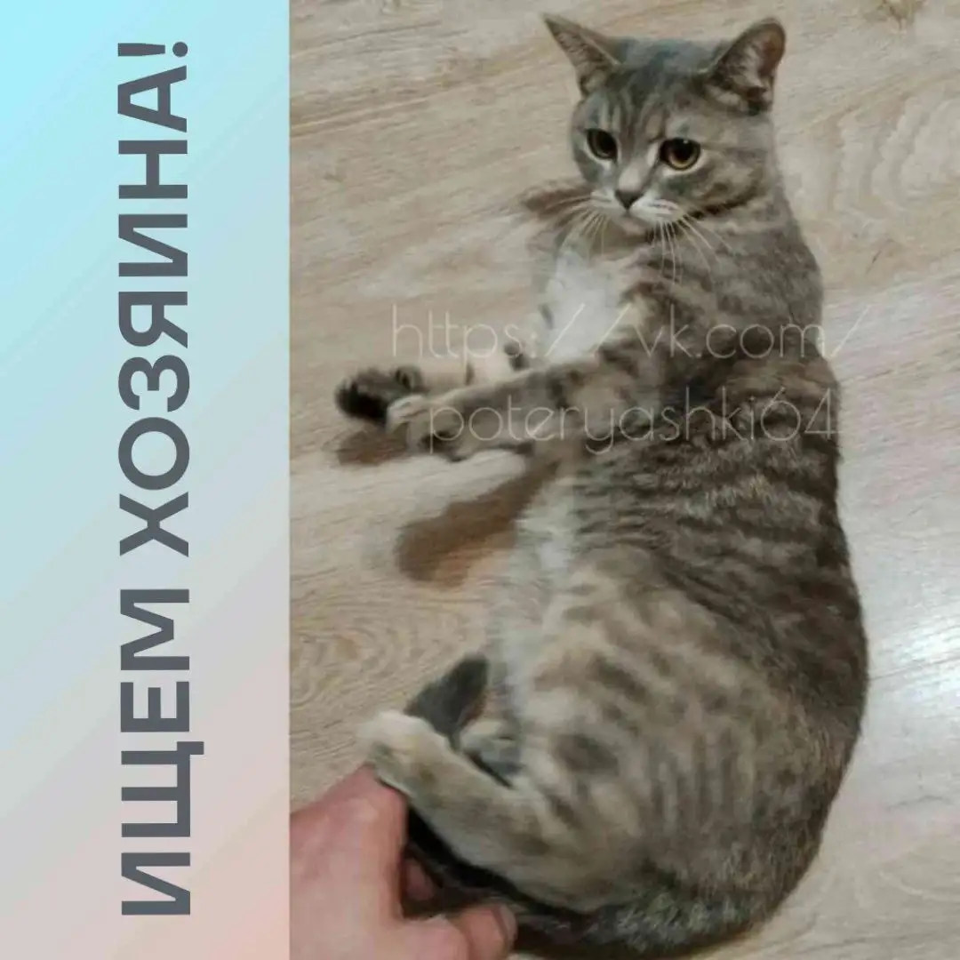 Найдена домашняя кошка после падения с 5 этажа в Саратове - Кошки (Животные) в Саратов