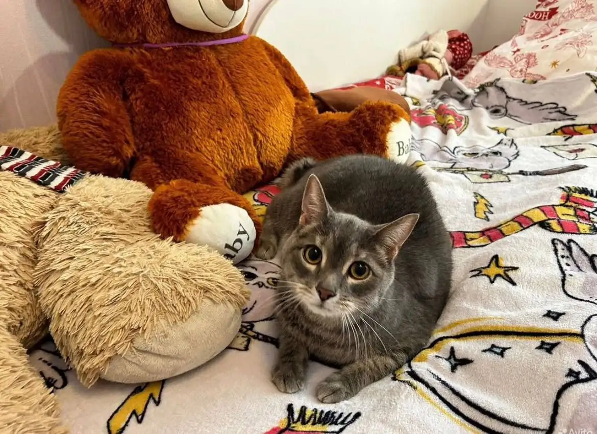 Ищет дом котик Мася в Саратове - Кошки (Животные) в Саратов