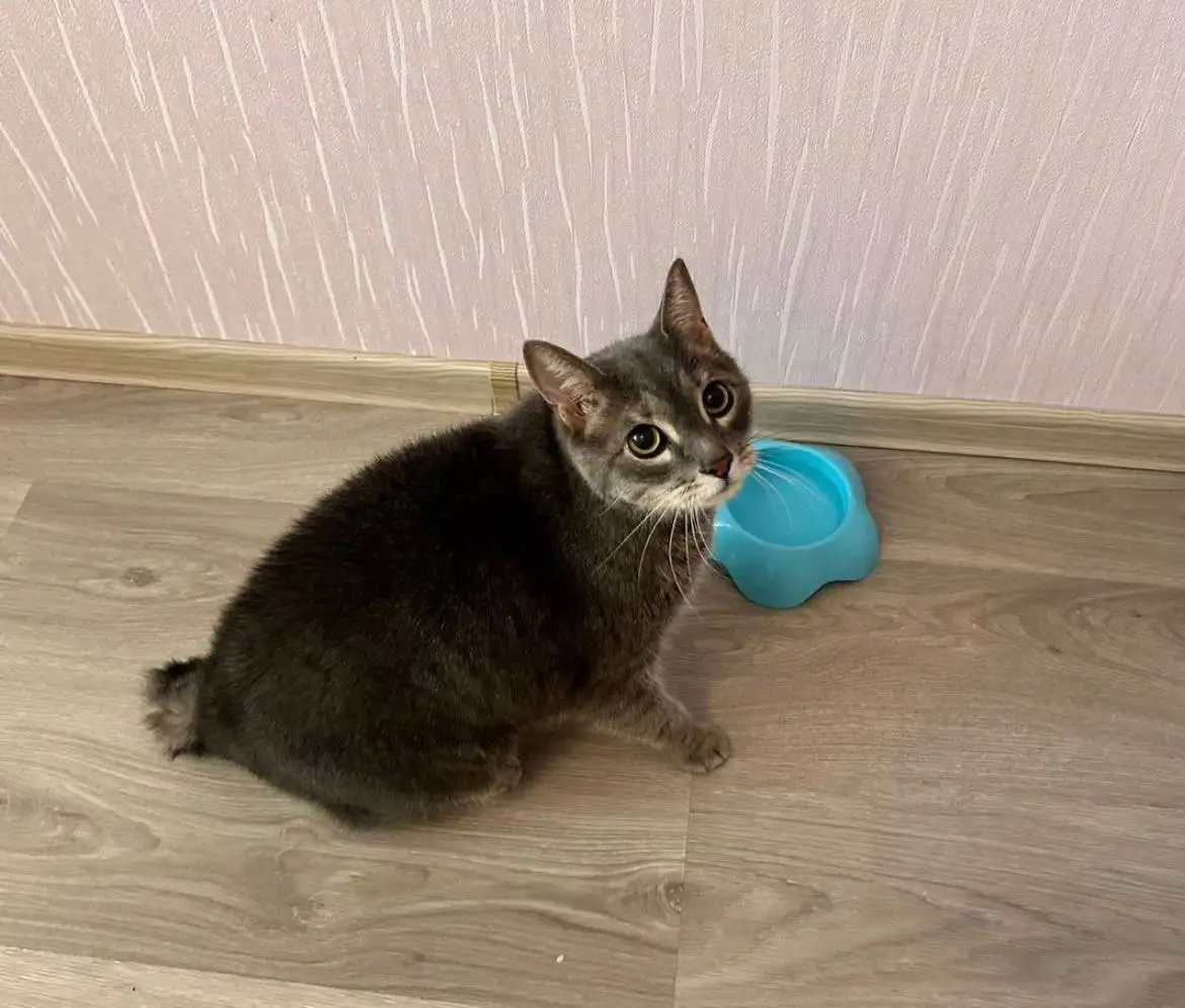 Ищет дом котик Мася в Саратове - Кошки (Животные) в Саратов