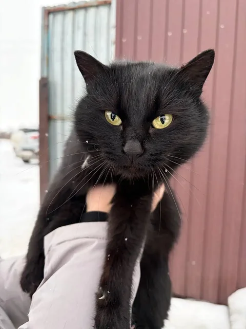 Кошка Чернушка ищет дом и любящих хозяев - частное объявление в Саратов