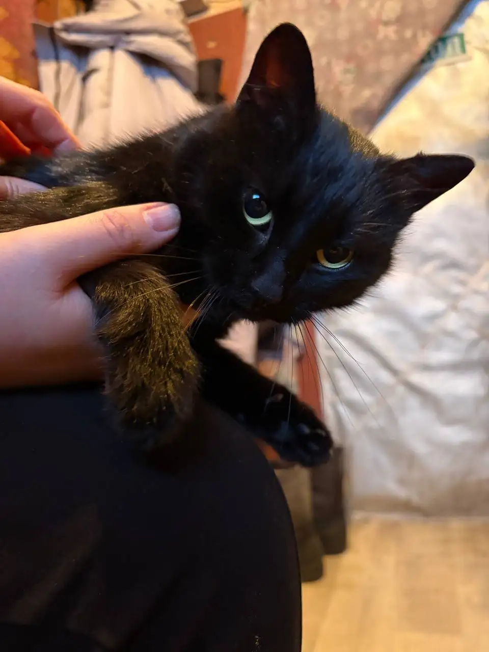 Кошка Чернушка ищет дом и любящих хозяев - Кошки (Животные) в Саратов