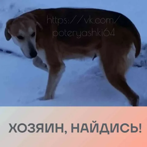 Потерянная собака в Саратове - частное объявление в Саратов