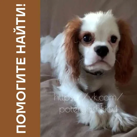 Потерялась собака породы Кавалер Кинг Чарльз спаниель - частное объявление в КИМ (село)