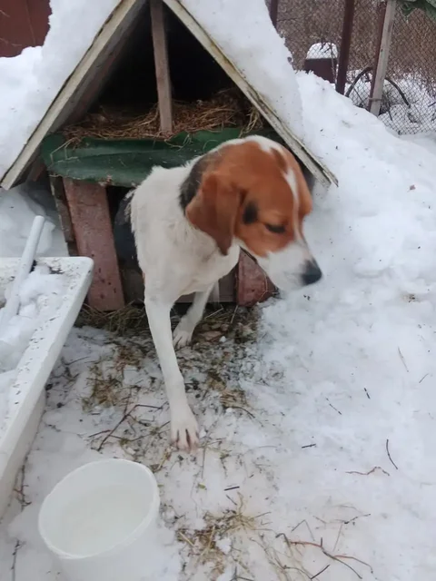 Породистая собака ищет дом в Новопушкинском - частное объявление в Новопушкинское