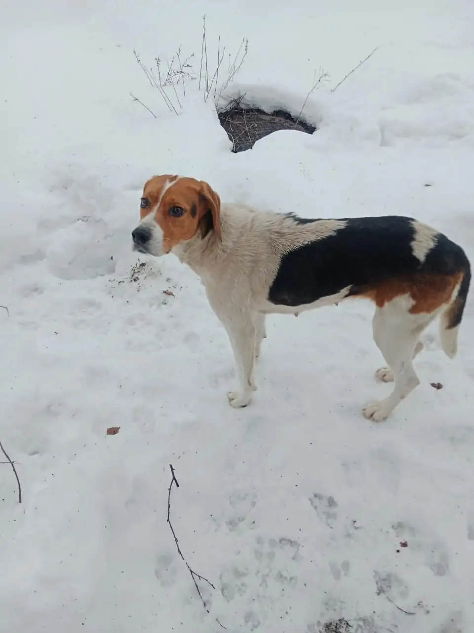 Породистая собака ищет дом в Новопушкинском - Собаки (Животные) в Новопушкинское