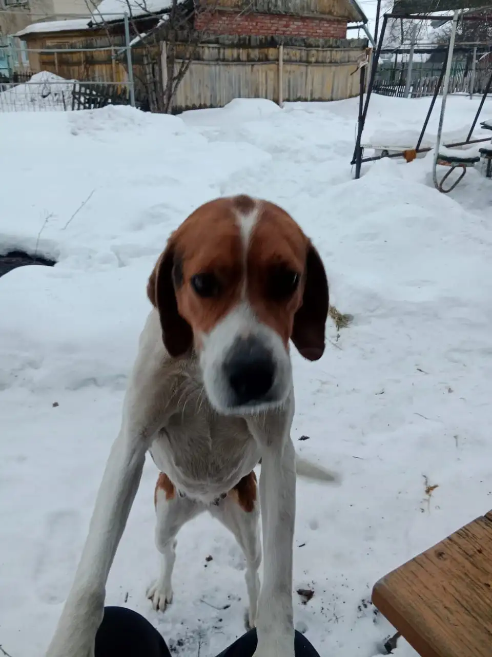 Породистая собака ищет дом в Новопушкинском - Собаки (Животные) в Новопушкинское