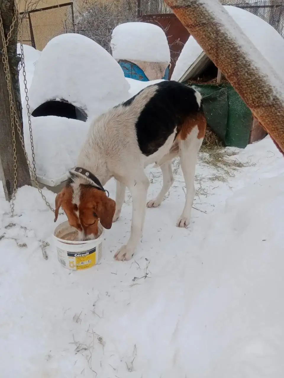 Породистая собака ищет дом в Новопушкинском - Собаки (Животные) в Новопушкинское