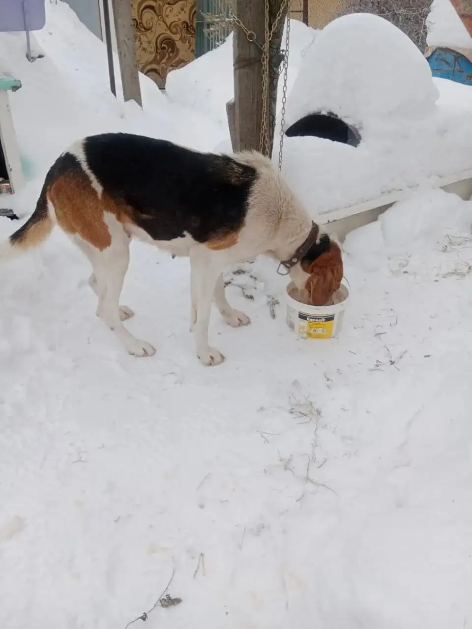 Породистая собака ищет дом в Новопушкинском - Собаки (Животные) в Новопушкинское