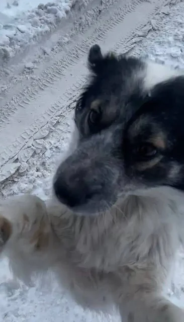 Пропала собака Татоша в посёлке Комсомольский - частное объявление в Саратов