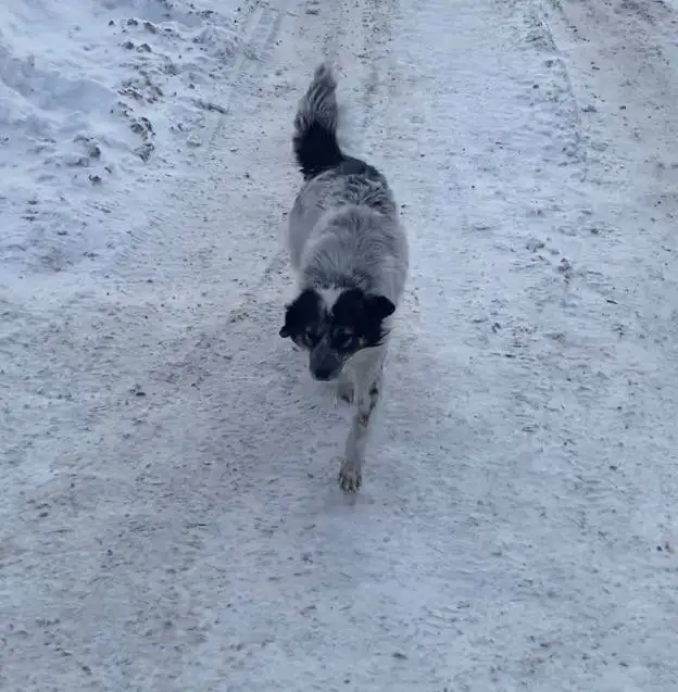 Пропала собака Татоша в посёлке Комсомольский - Животные в Саратов