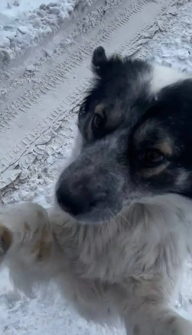 Пропала собака Татоша в посёлке Комсомольский - Потеряшки (Животные) в Саратов