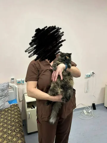 Потерянная кошка в районе Елшанки - частное объявление в Саратов