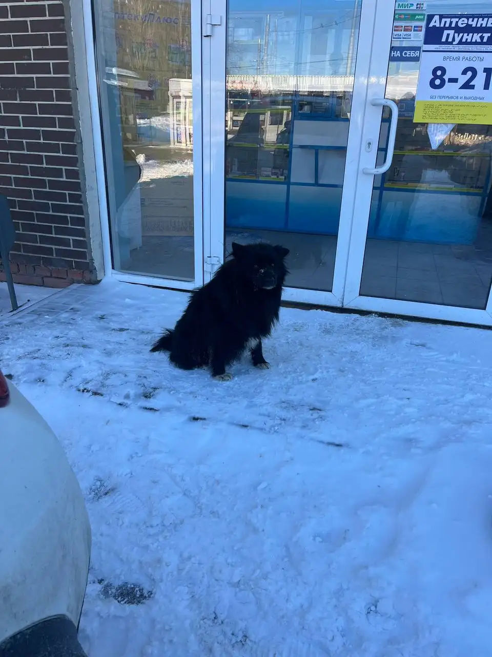 Потерянные животные в Саратове - Потерянные животные (Животные) в Саратов