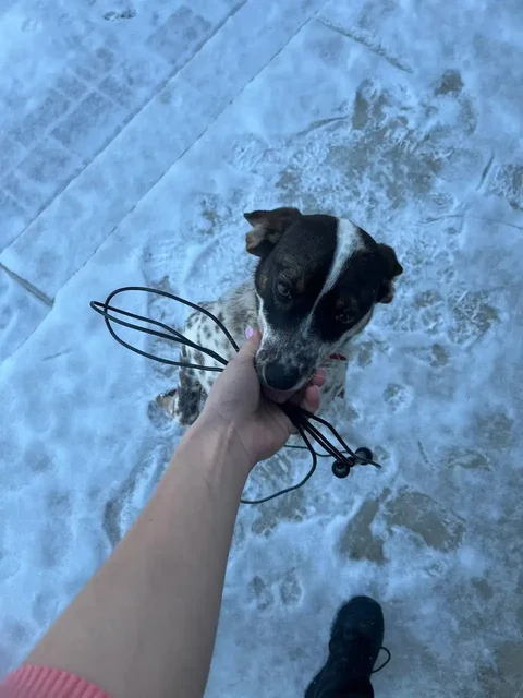 Потерялась собачка Дина в пос. Юбилейный Саратов - Животные в Саратов