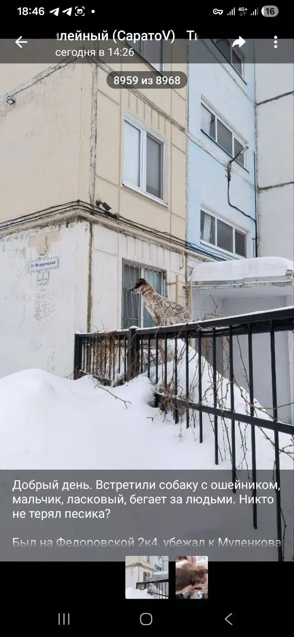 Потерялась собачка Дина в пос. Юбилейный Саратов - Собаки (Животные) в Саратов