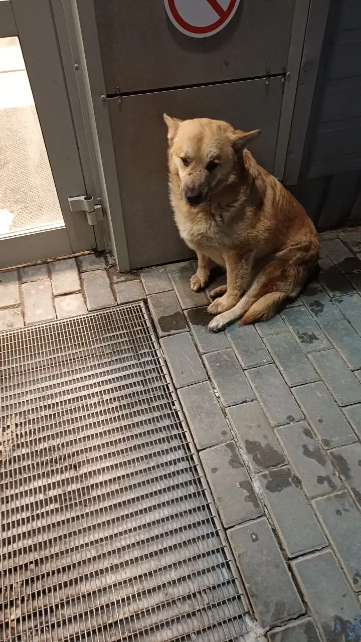 Найдена собака в Саратове - Собаки (Животные) в Саратов