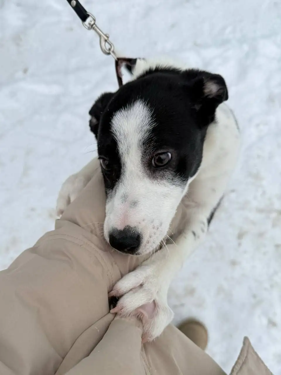 Поиск дома для спасенной собаки Симы - Собаки (Животные) в Саратов