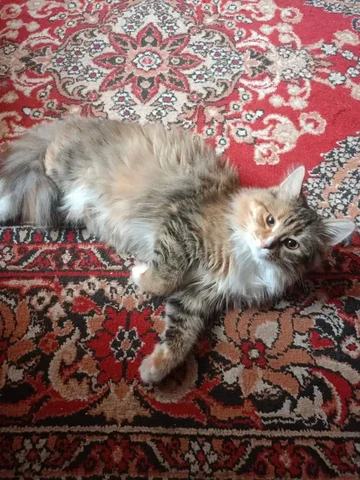 Молодая кошечка 9 месяцев ищет семью - Животные в Калининск