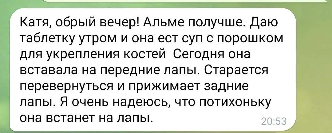 Потеряшки в Саратове - Потерянные животные (Животные) в Саратов