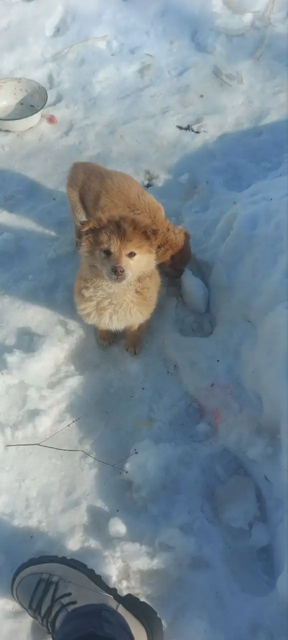 Щенки, найденные в заброшенной машине - Собаки (Животные) в Саратов